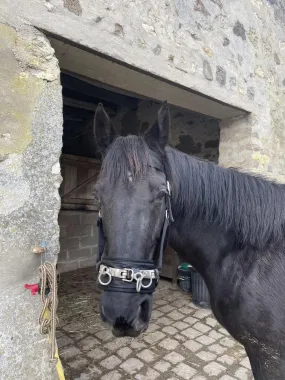 Caveçon cheval